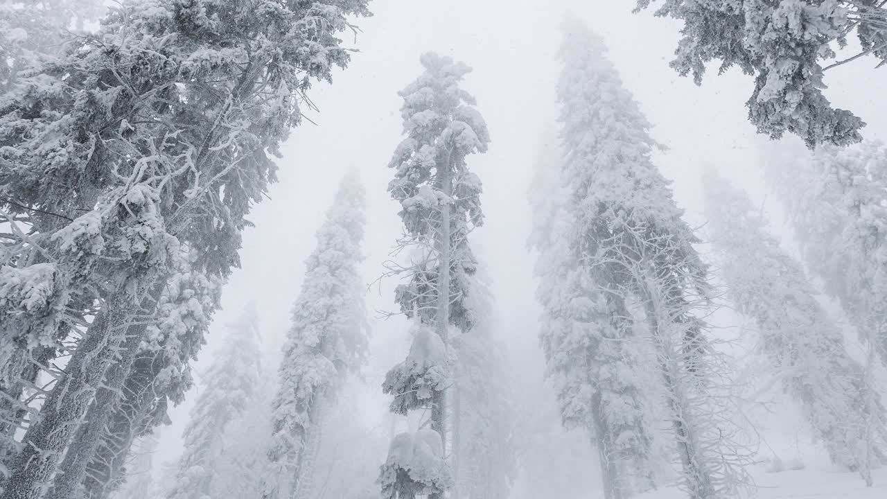 暴风雪期间的冰冻冬季森林视频素材