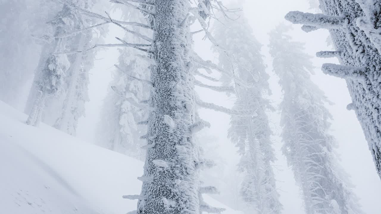 偏远的山林山林中暴风雪肆虐。没有条件视频素材