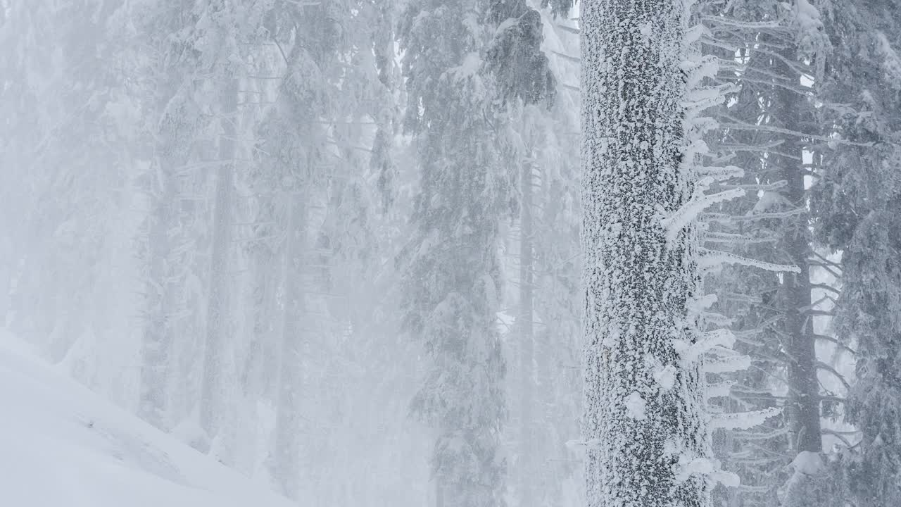 偏远的森林丘陵在暴风雪中。极端的天气状况。视频素材