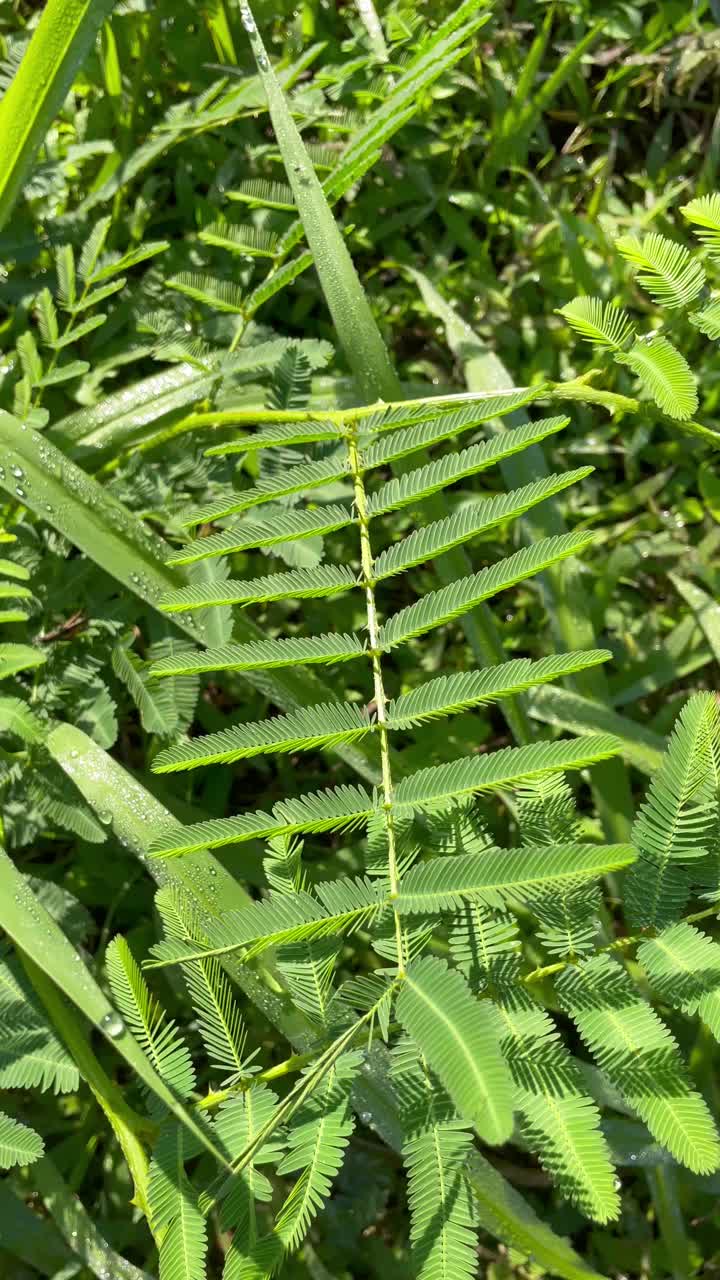 那只手正在玩弄伊利诺斯州的花束视频下载