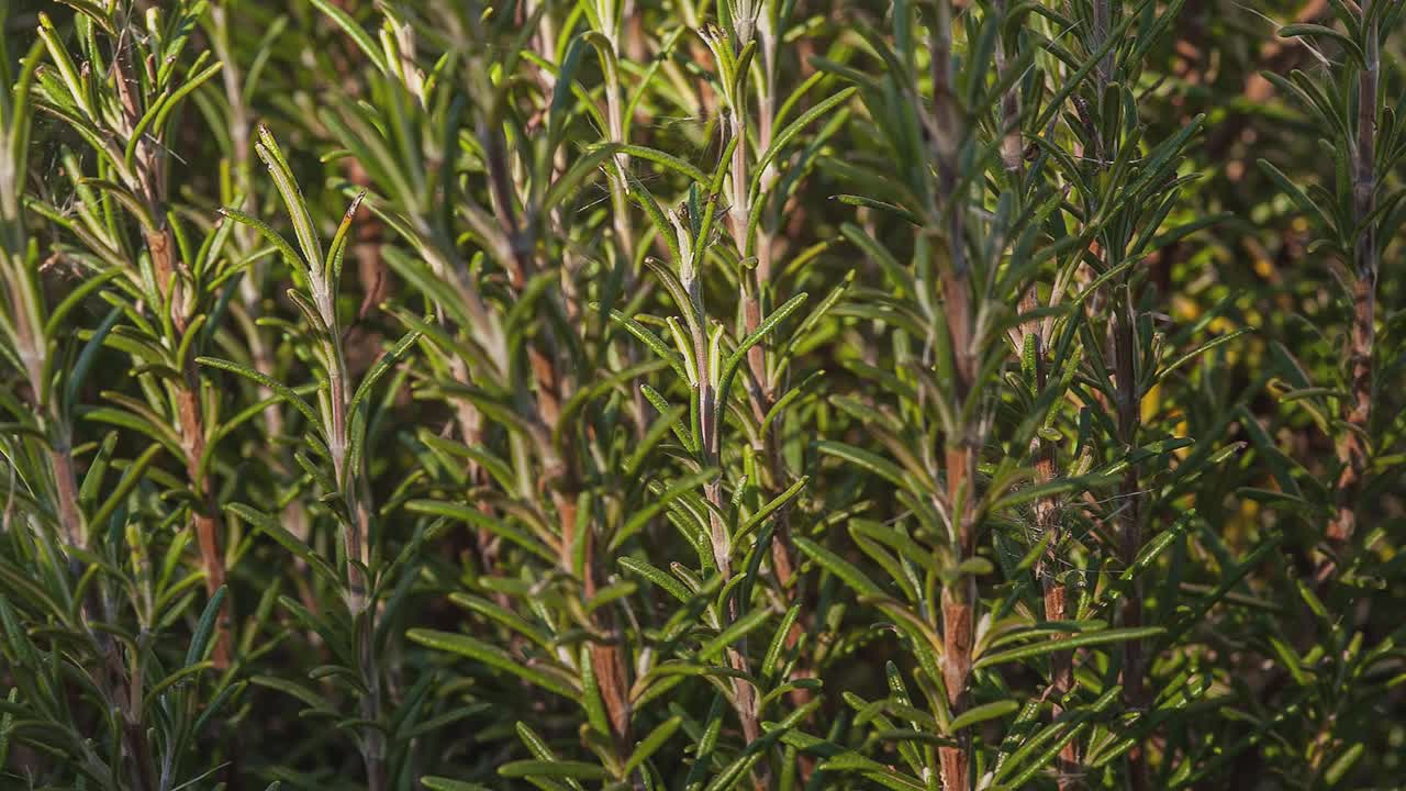 迷迭香植物的细节视频素材