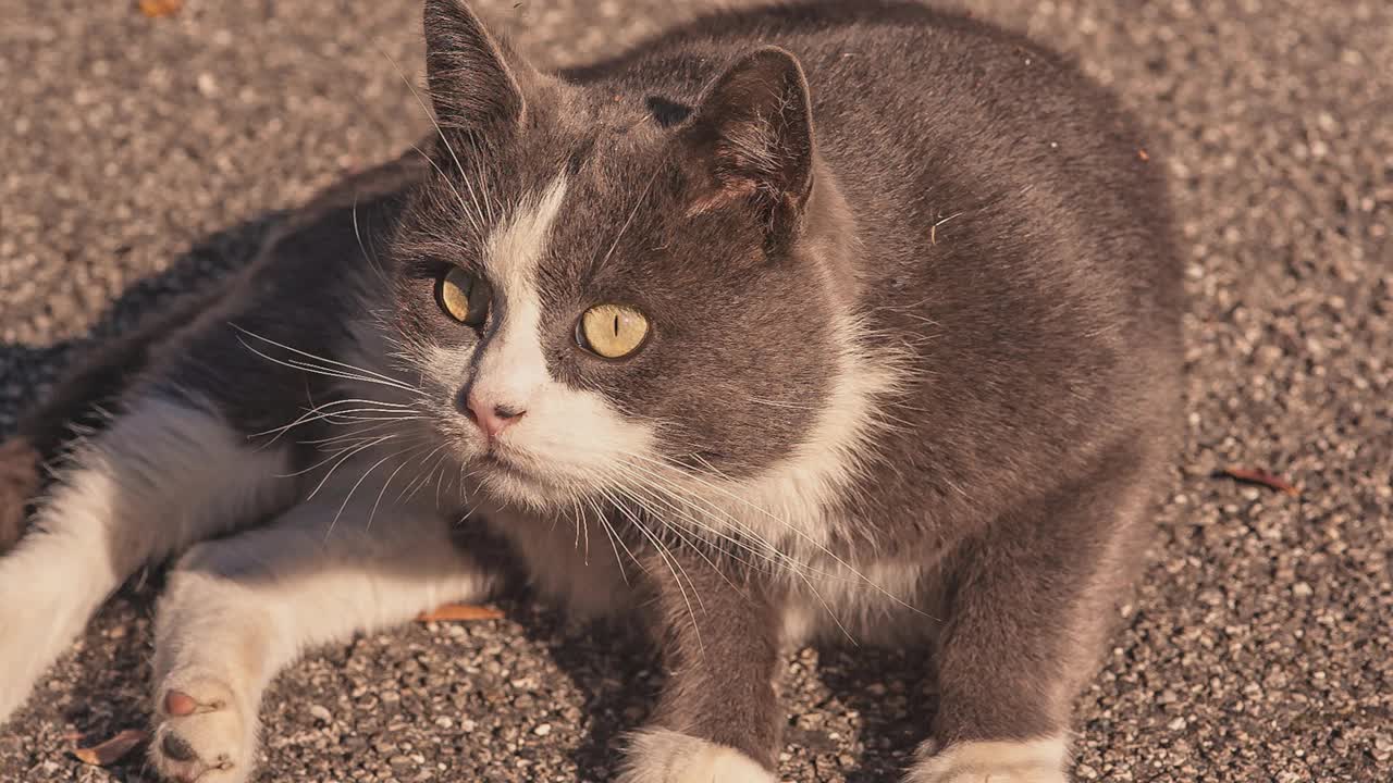 猫舔自己视频素材