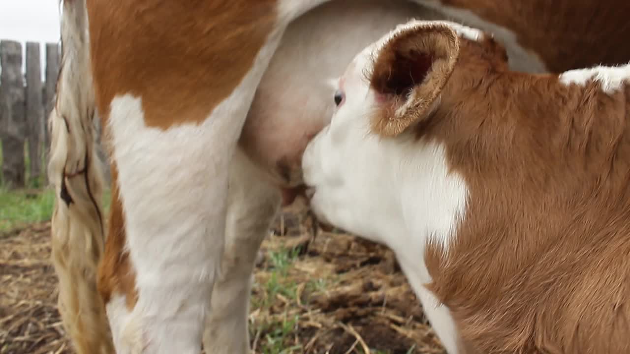 新生小牛吃小母牛乳房奶的视频视频素材