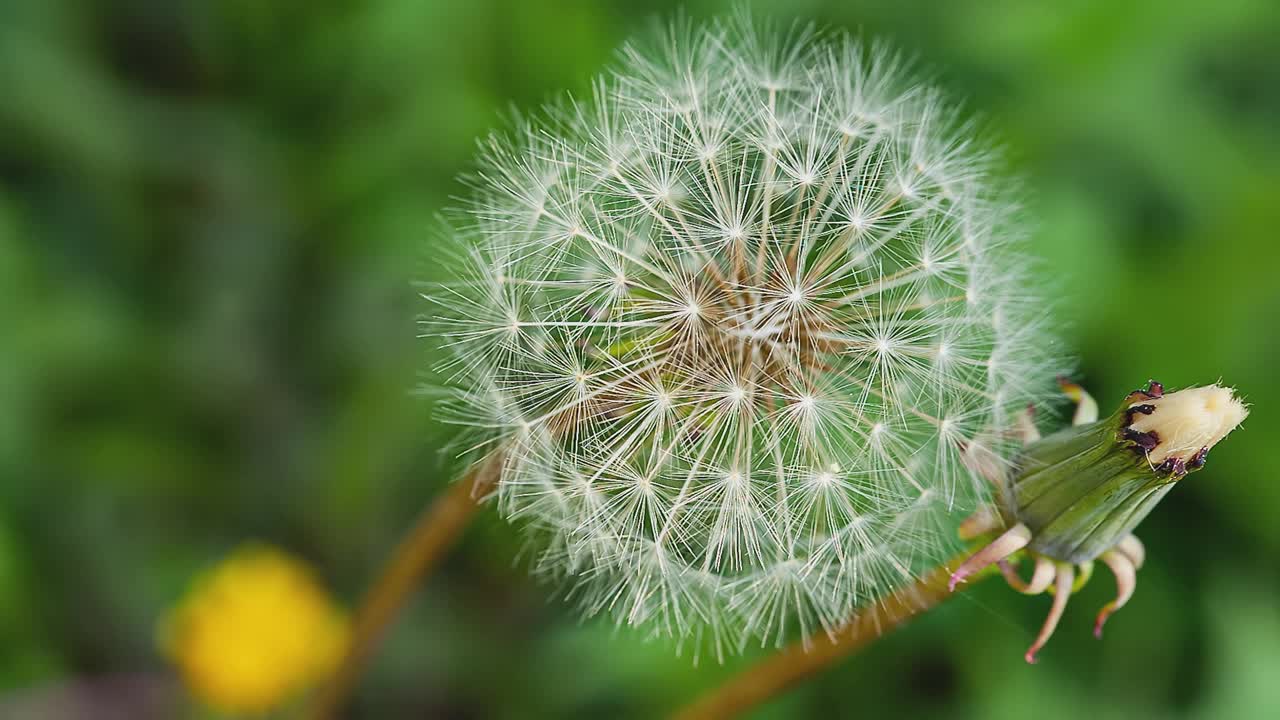 蒲公英宏观细节视频素材