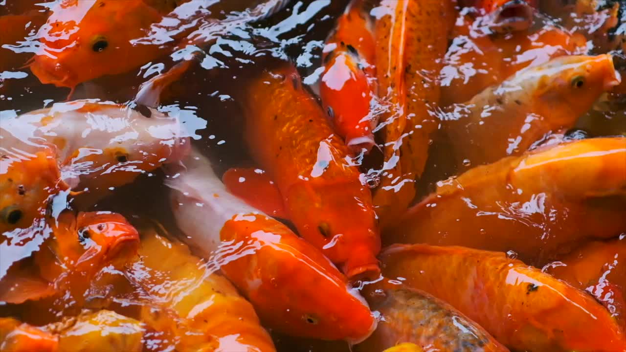 金鱼，鲤鱼，池塘里的鲤鱼视频素材