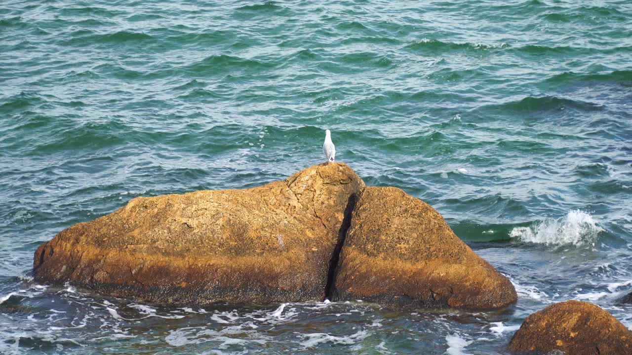 在蓝色的大海里，一只海鸥坐在一块石头上视频下载