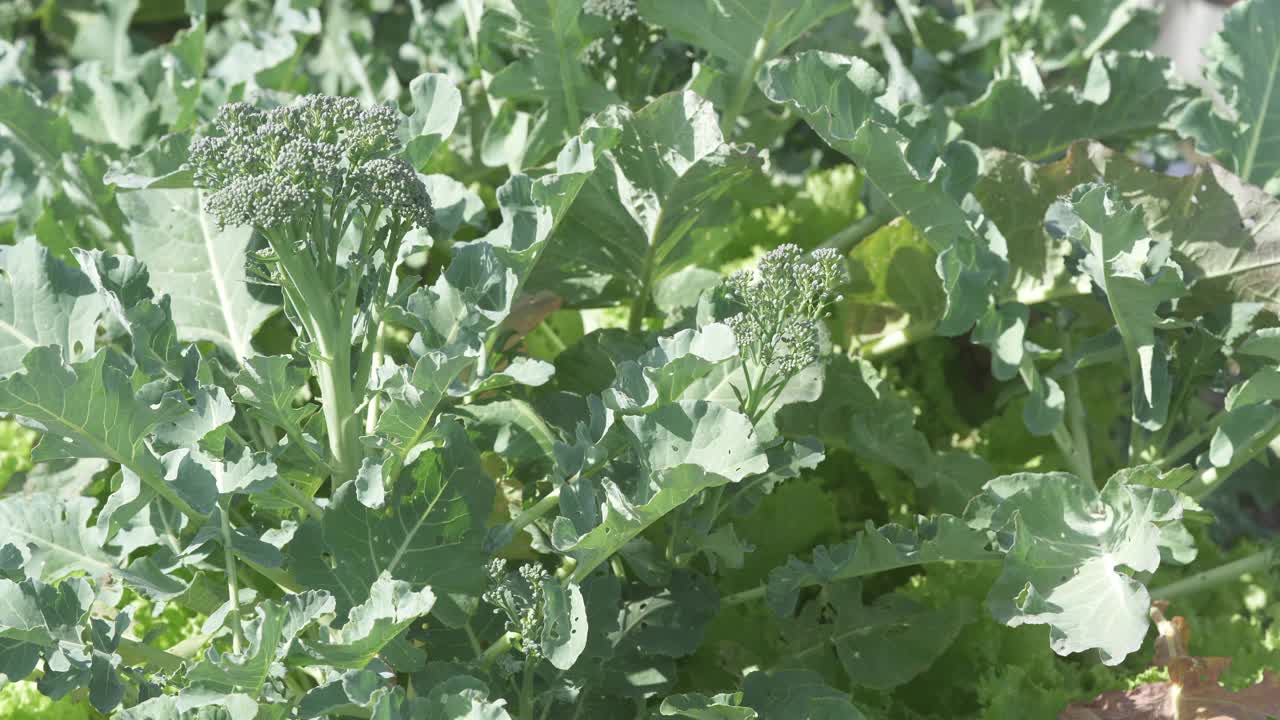 农场新鲜花椰菜视频素材