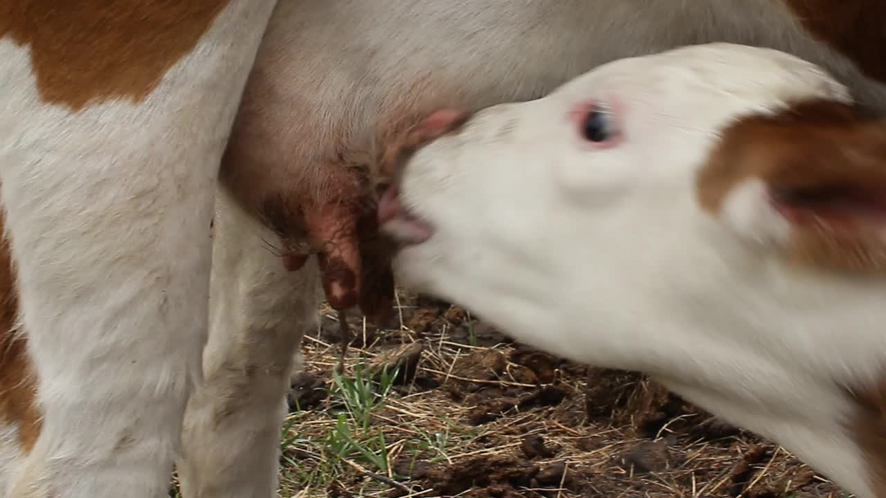 新生小牛吃小母牛乳房奶的视频视频素材