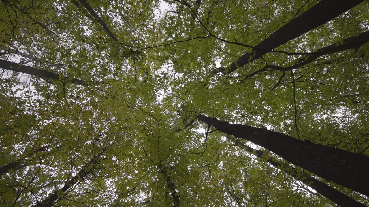 秋天的心情在森林里带着一种俯瞰天空的眼光视频素材