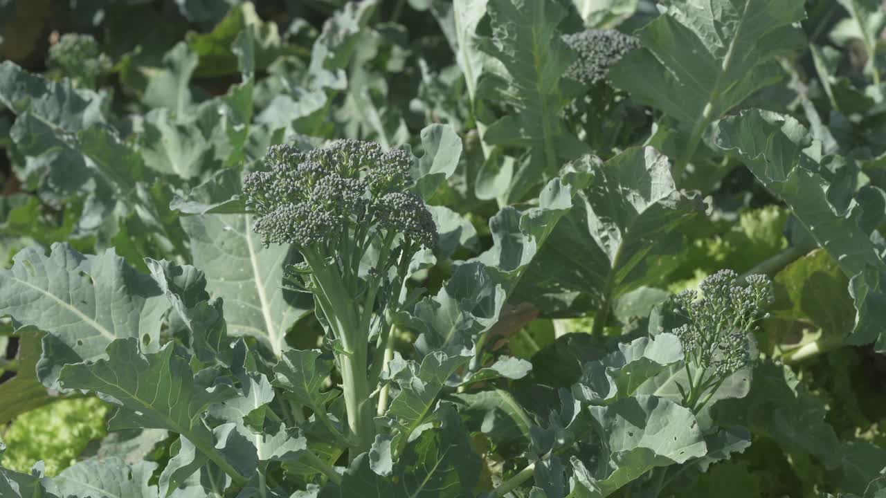 花椰菜特写视频素材