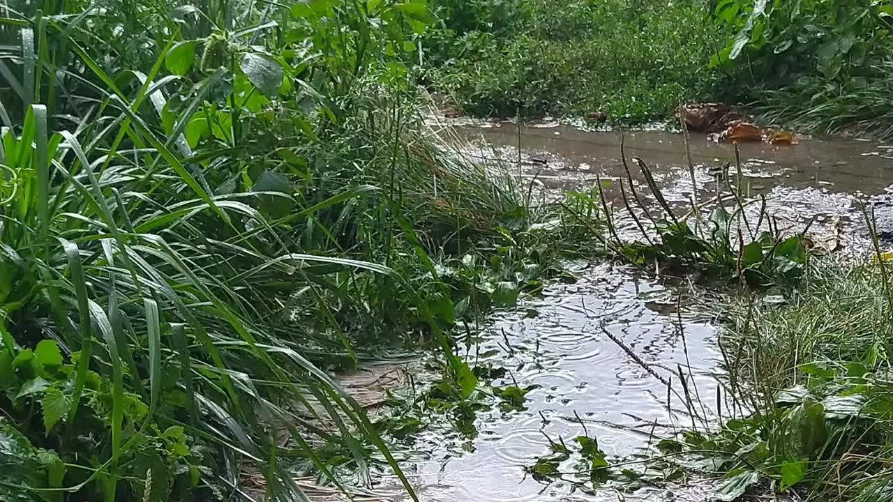 夏雨视频下载