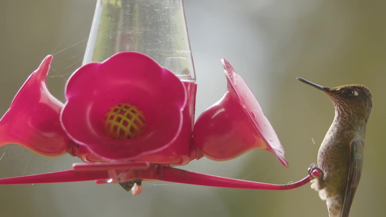 蜂鸟视频素材