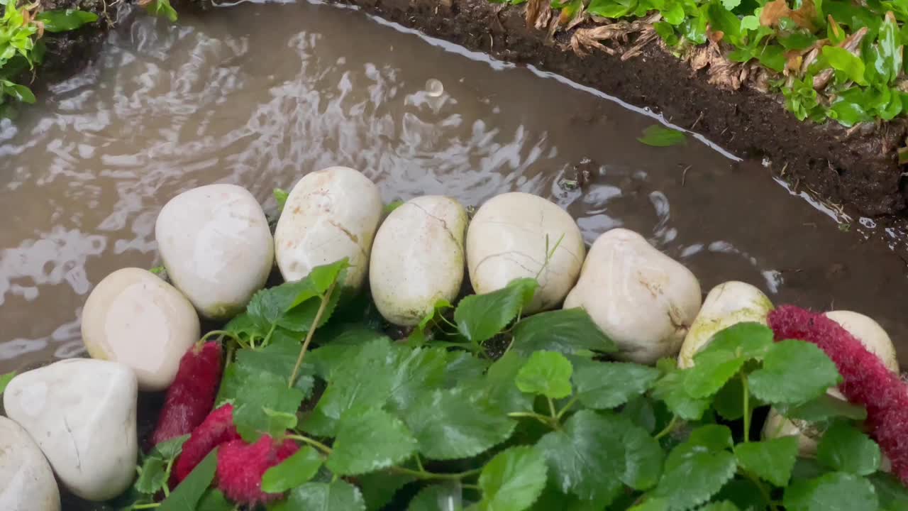 雨水、水坑和小花园里的植物视频素材