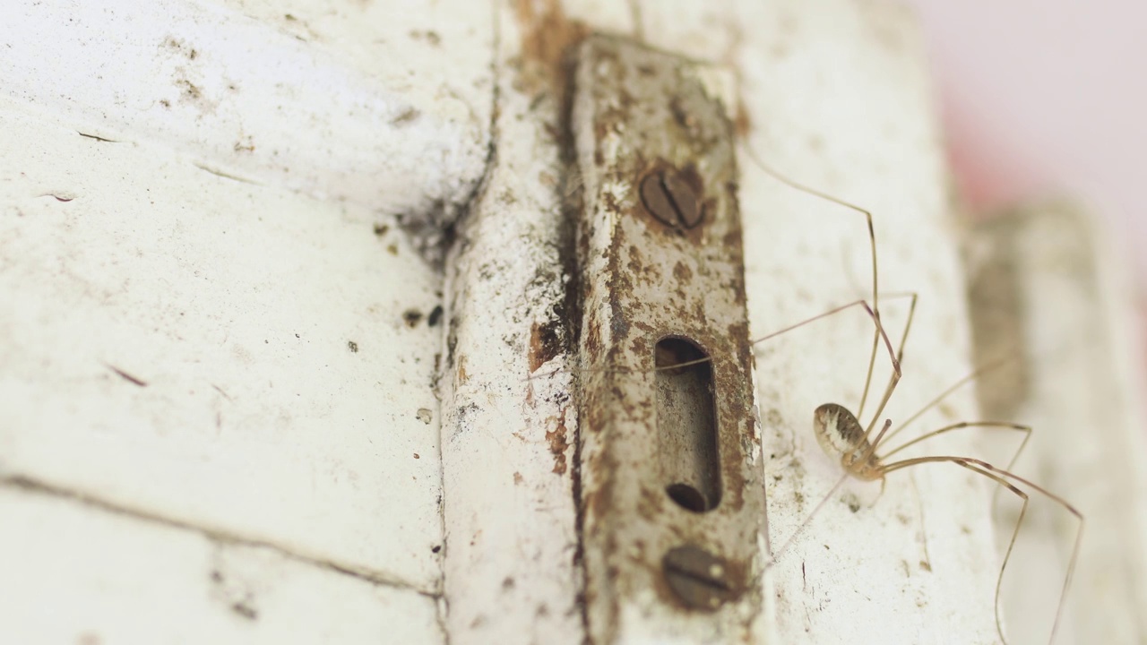 木制表面的蜘蛛，上面有生锈的旧金属部件和螺丝视频素材