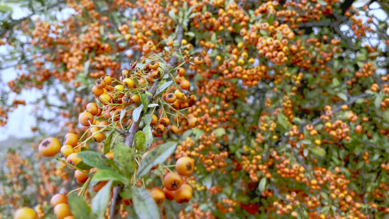 桔山楂植物果实细节视频素材