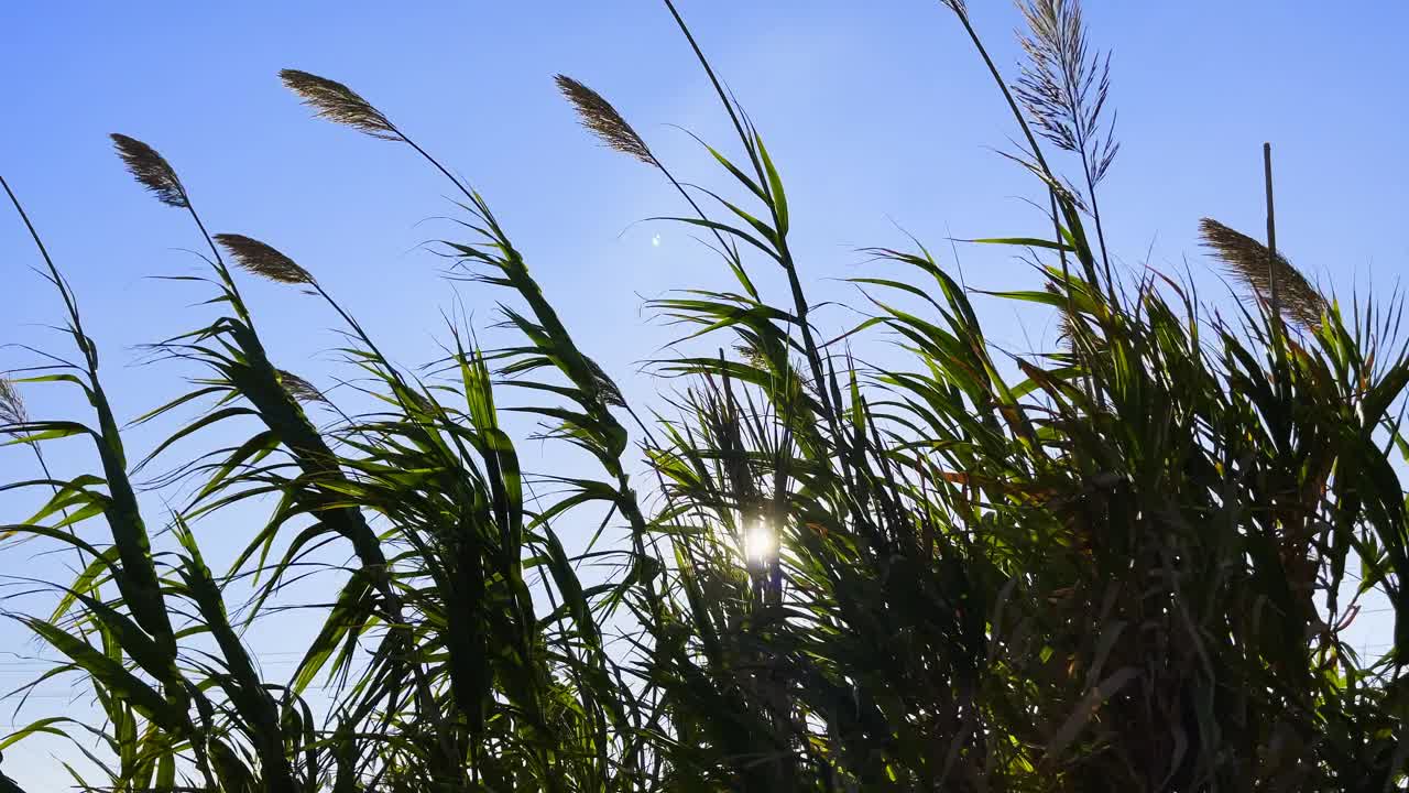 风中种芦苇视频素材