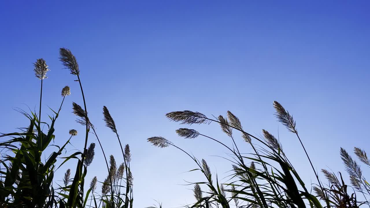 风中种芦苇视频素材