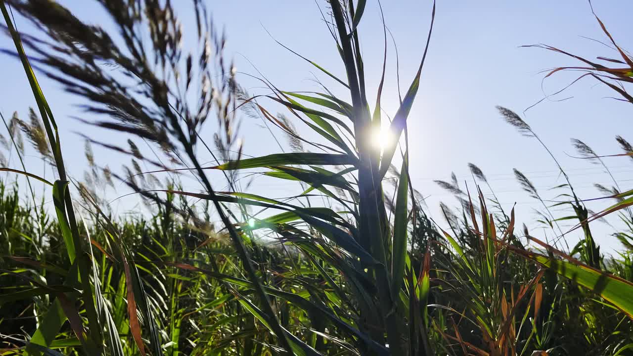 风中种芦苇视频素材