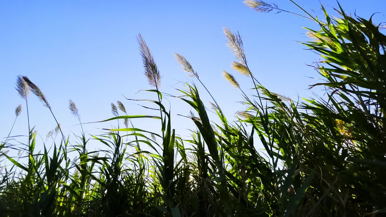 风中种芦苇视频素材