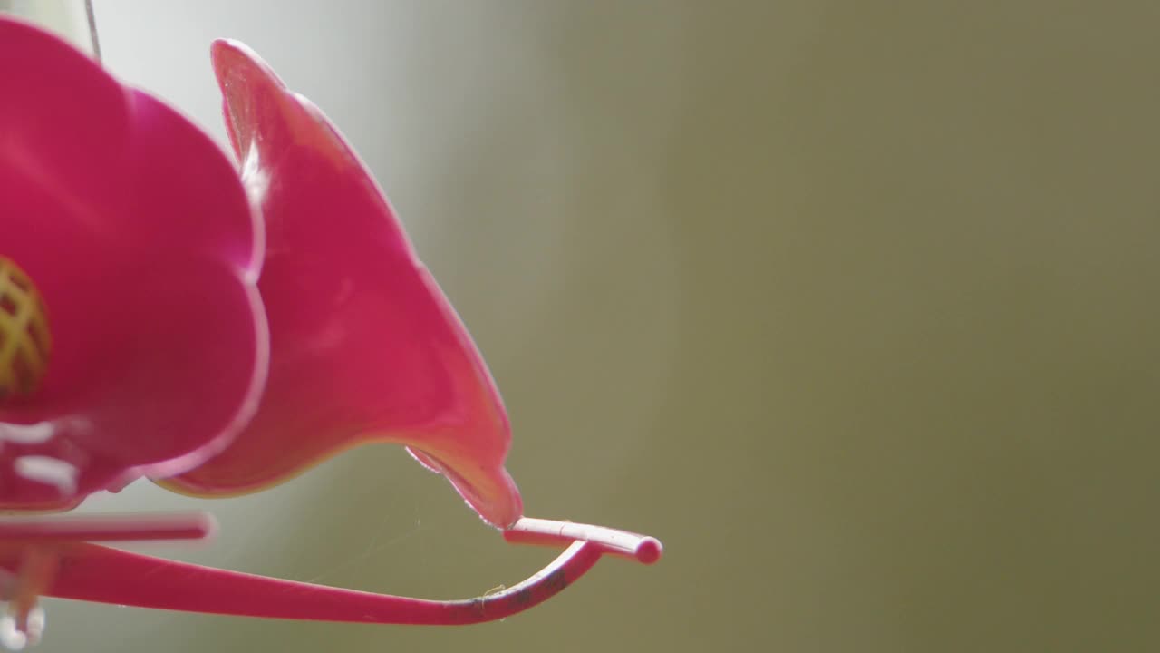 蜂鸟视频素材