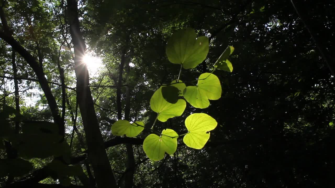 阳光透过繁茂的绿叶视频素材