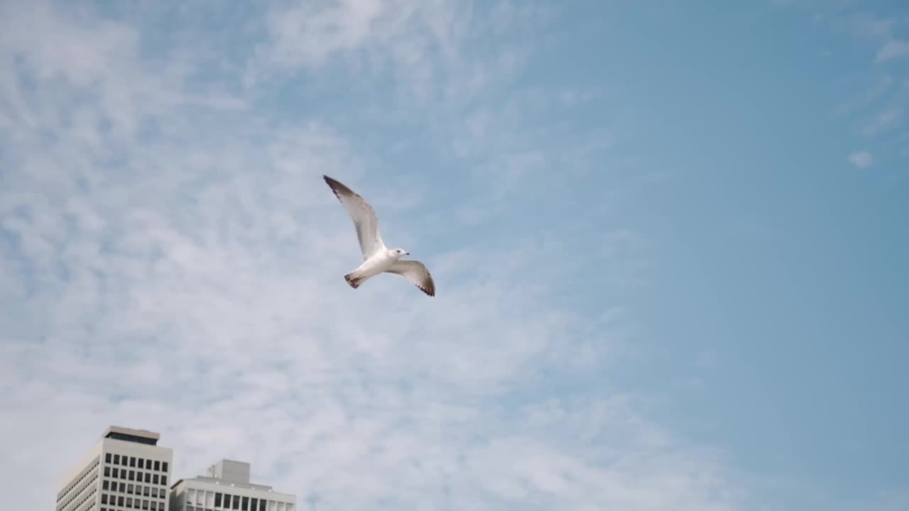 海鸥在蓝天上飞翔的特写镜头，慢镜头视频素材