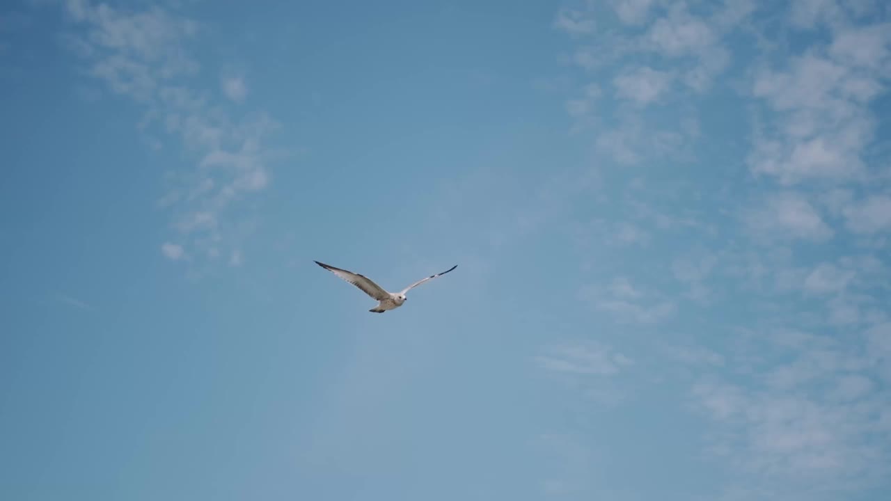 海鸥在蓝天中飞翔的特写镜头，慢镜头。视频素材