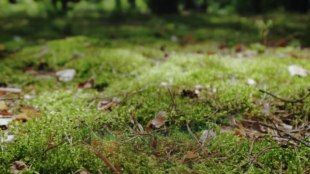 松树林的景色透过森林与树木和苔藓。移动相机镜头视频素材