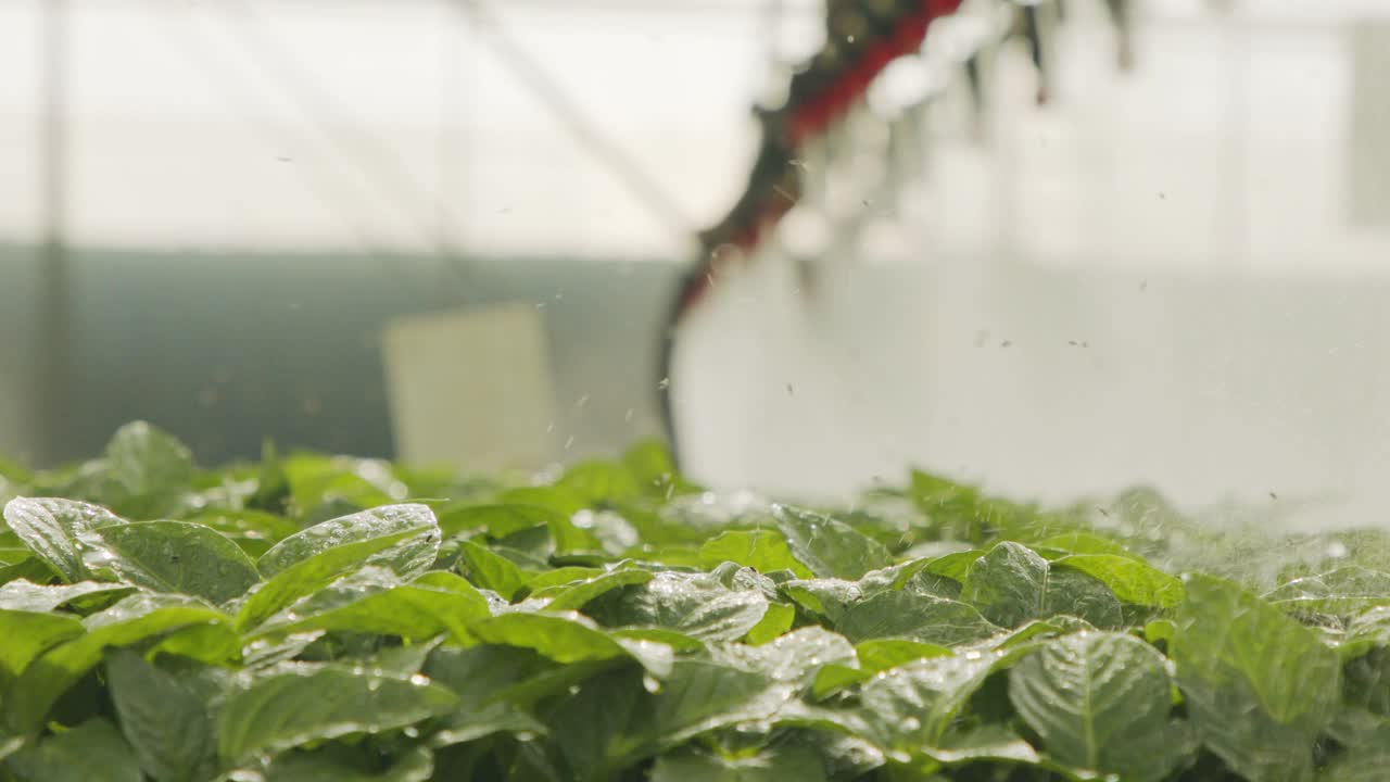 大型工业苗圃中幼苗的自动灌溉的慢动作视频素材