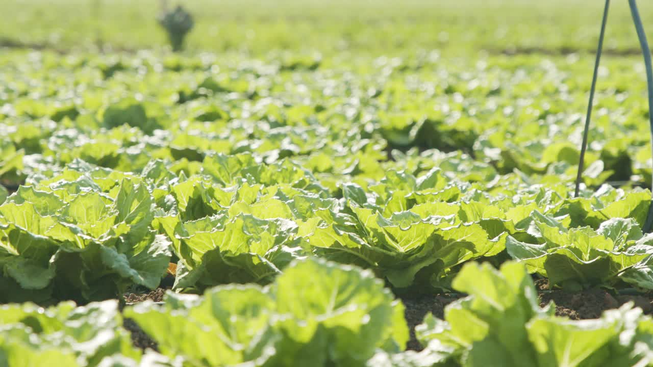 在大片农田里种植生菜，跟踪拍摄视频素材