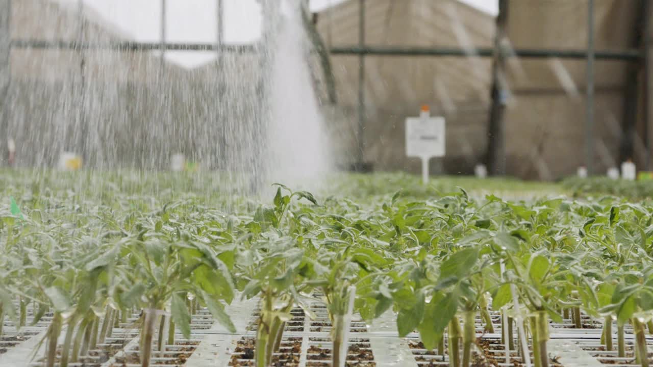 大型工业苗圃中幼苗的自动灌溉的慢动作视频素材