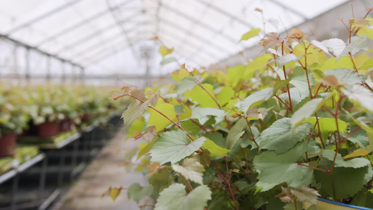 在温室内种植有机蔬菜的大型工业苗圃视频素材