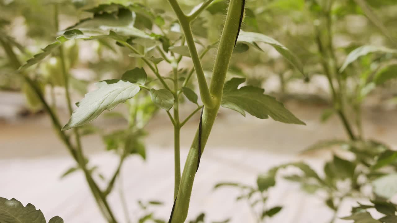 红辣椒在一个大温室里种植蔬菜视频素材