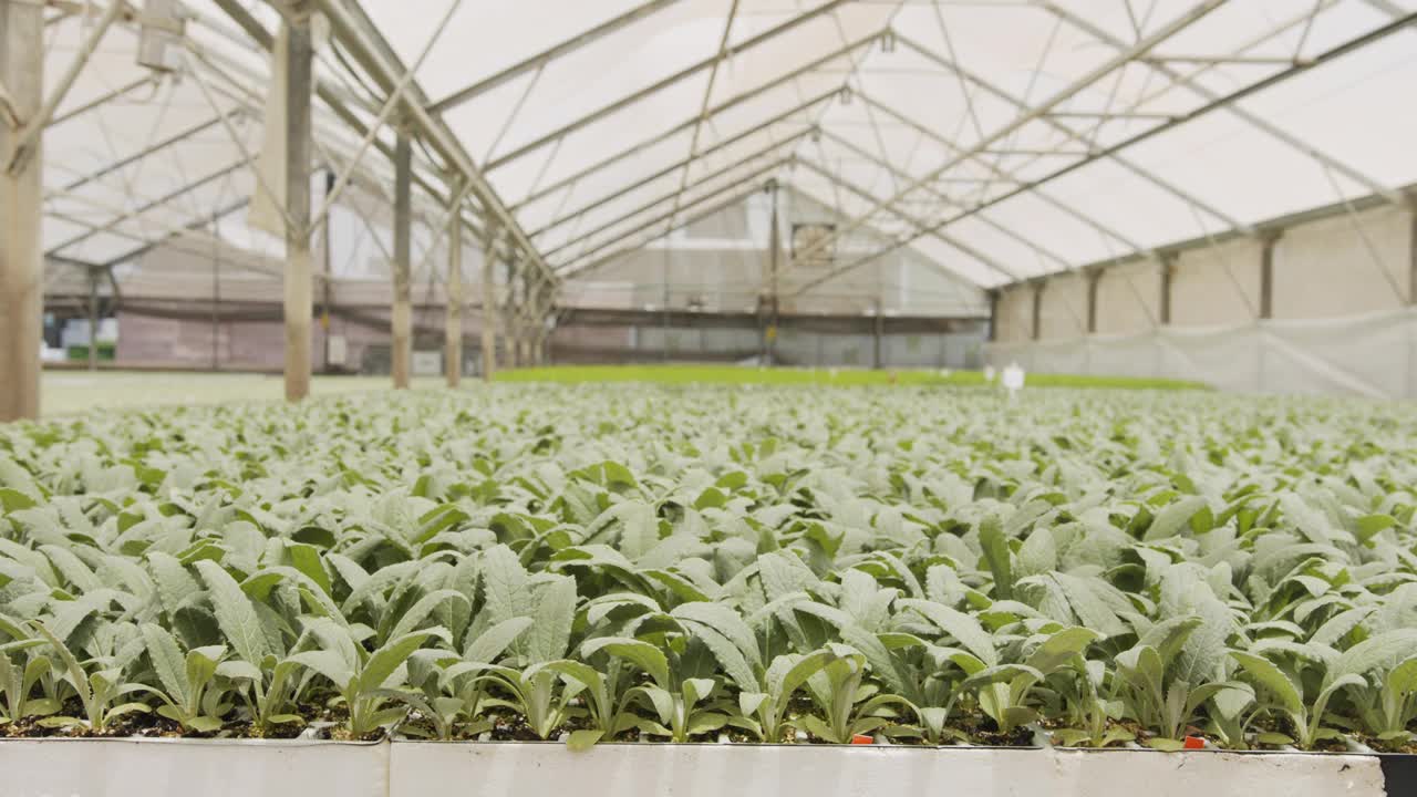 在温室内种植有机蔬菜的大型工业苗圃视频素材