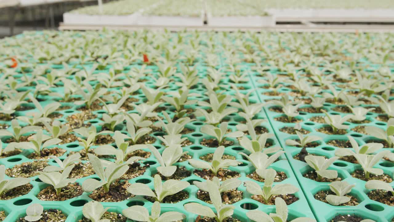 在温室内种植有机蔬菜的大型工业苗圃视频素材