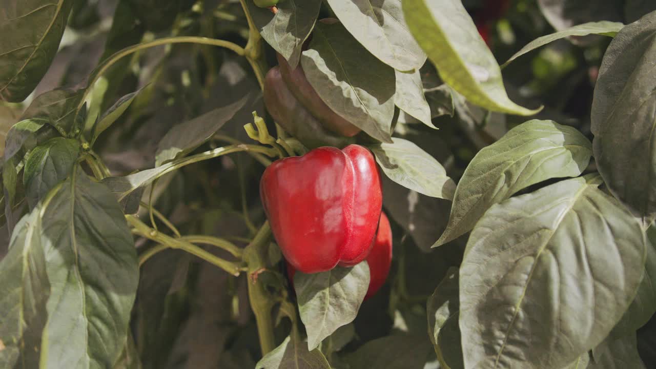 红辣椒在一个大温室里种植蔬菜视频素材