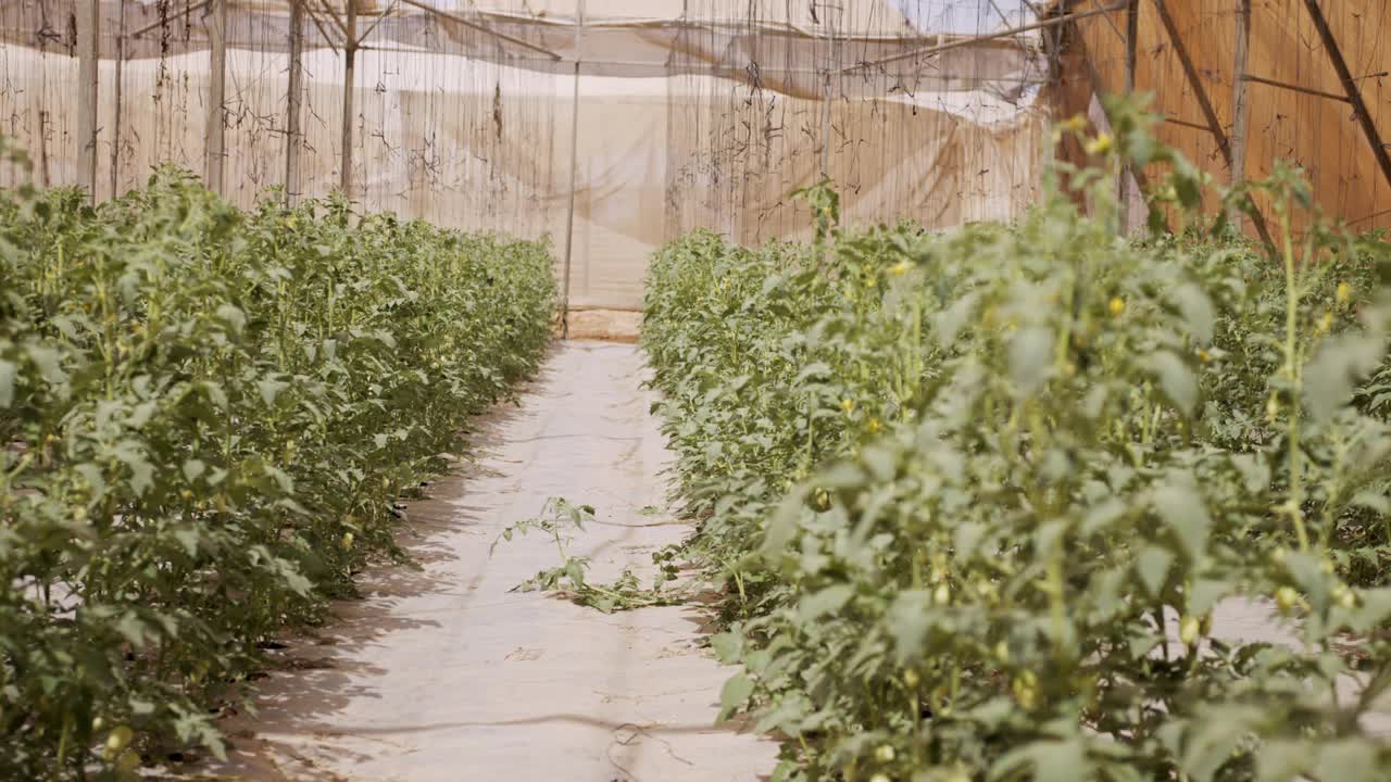 红辣椒在一个大温室里种植蔬菜视频素材