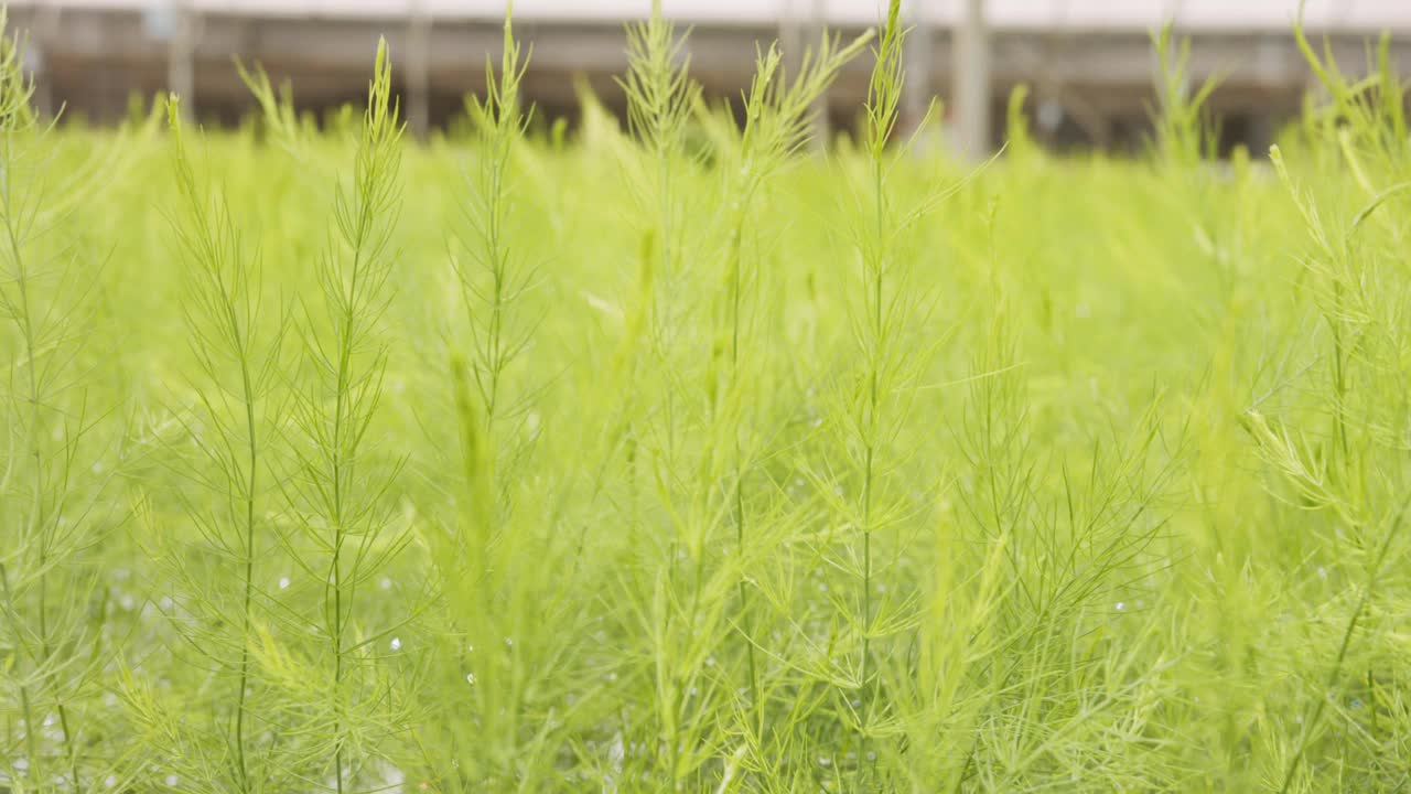 在温室内种植有机蔬菜的大型工业苗圃视频素材