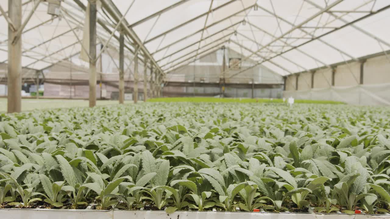 在温室内种植有机蔬菜的大型工业苗圃视频素材