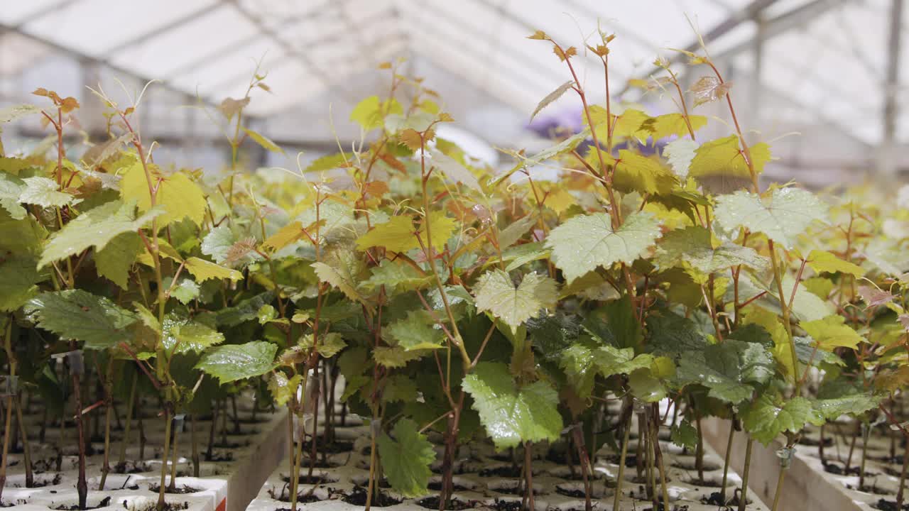 在温室内种植有机蔬菜的大型工业苗圃视频素材