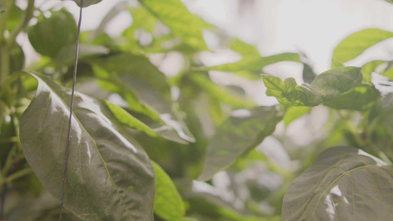 红辣椒在一个大温室里种植蔬菜视频素材