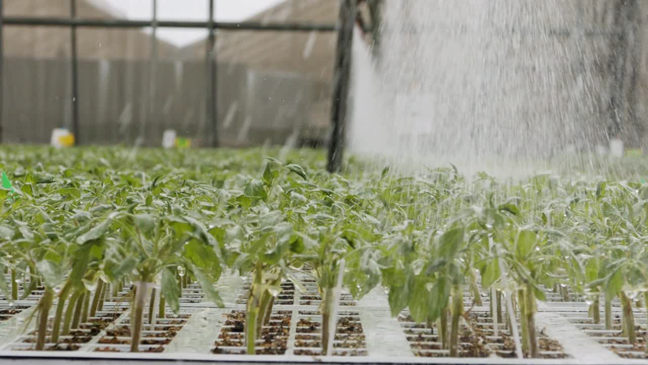 大型工业苗圃中幼苗的自动灌溉的慢动作视频素材