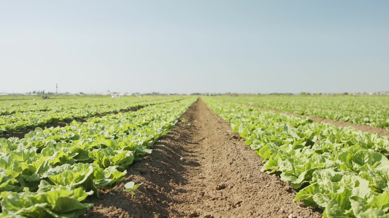 在大片农田里种植生菜，跟踪拍摄视频素材