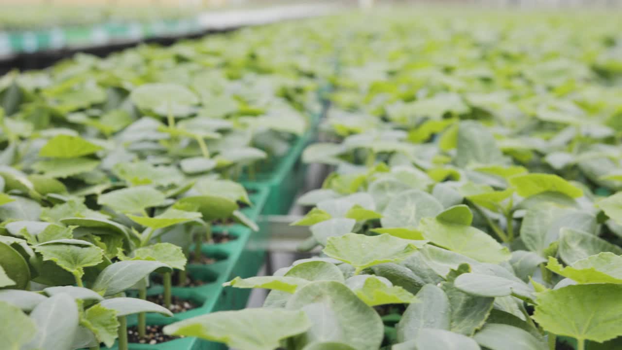 在温室内种植有机蔬菜的大型工业苗圃视频素材