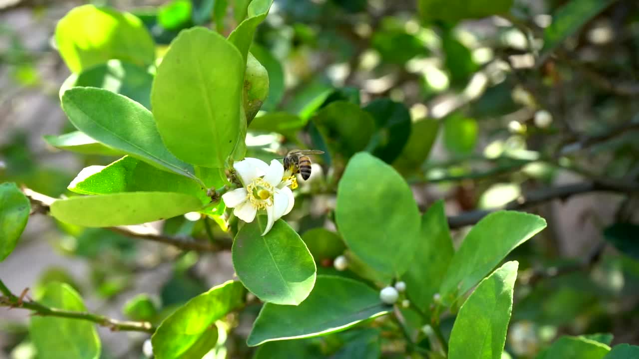 蜜蜂给橙花授粉视频素材