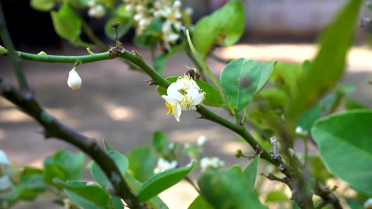 蜜蜂给橙花授粉视频素材