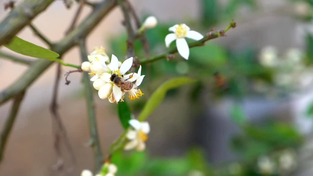 蜜蜂给橙花授粉视频素材