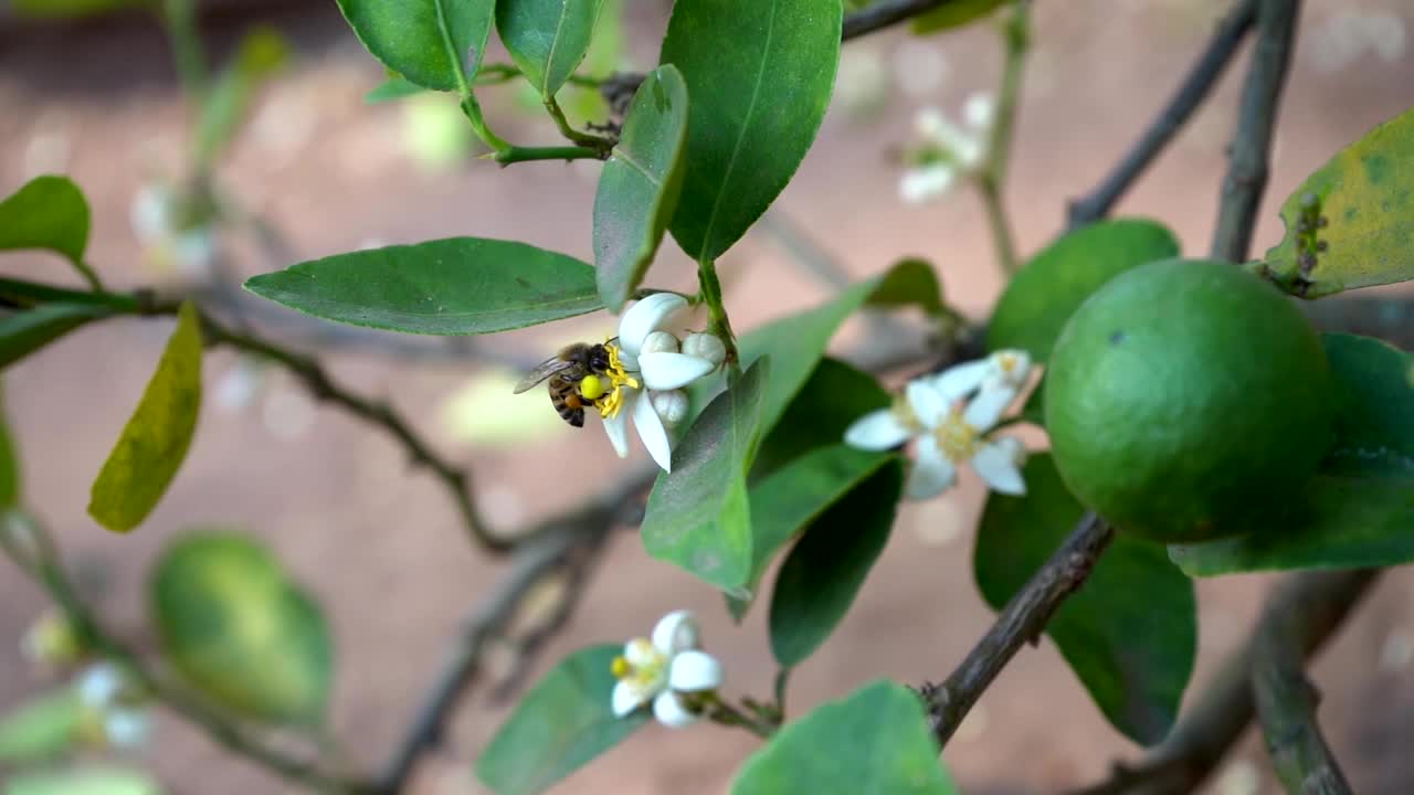 蜜蜂给橙花授粉视频素材