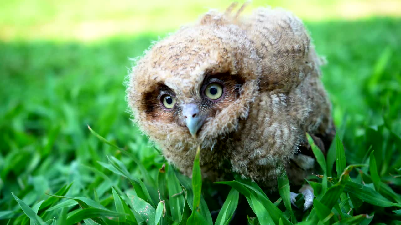 小猫头鹰在草坪上视频素材