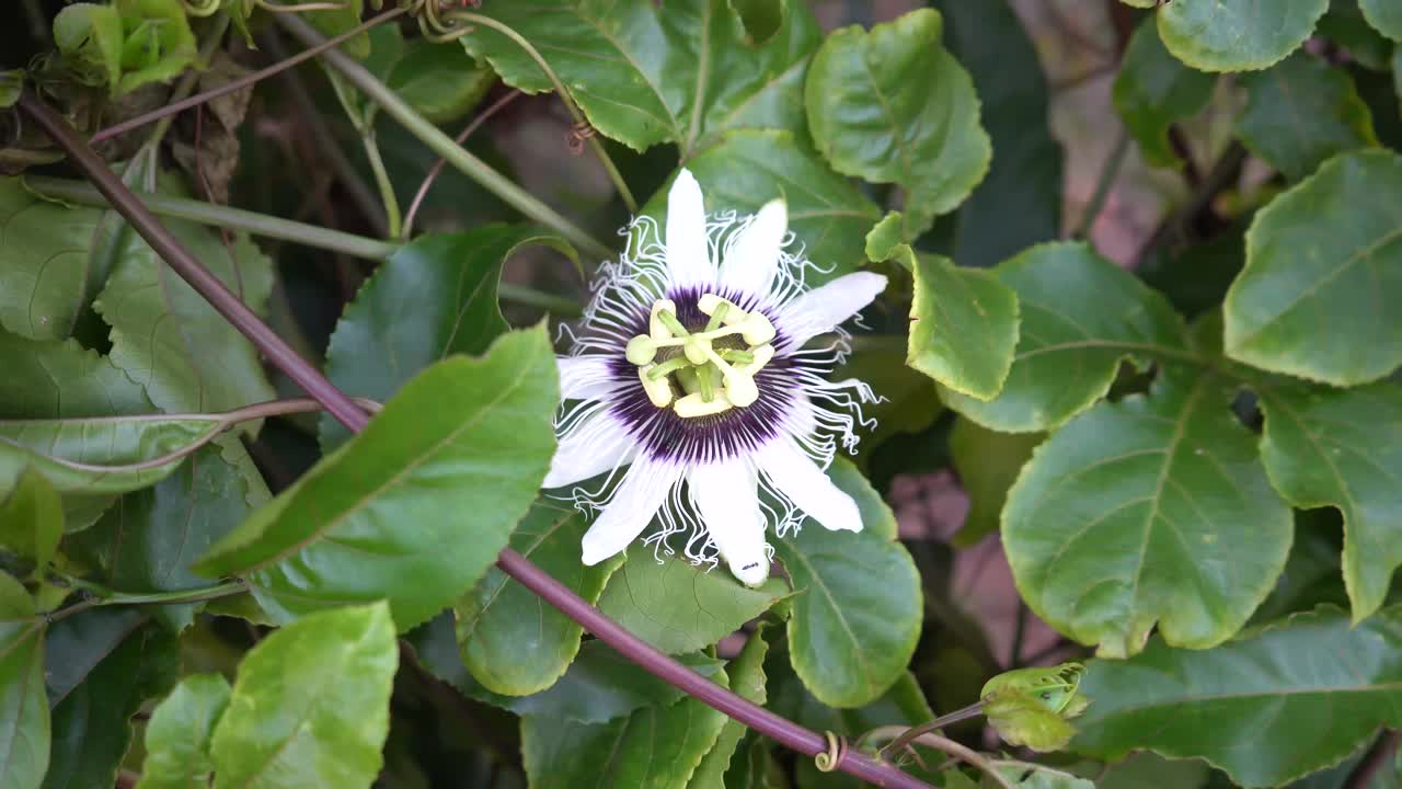 百香果花视频素材